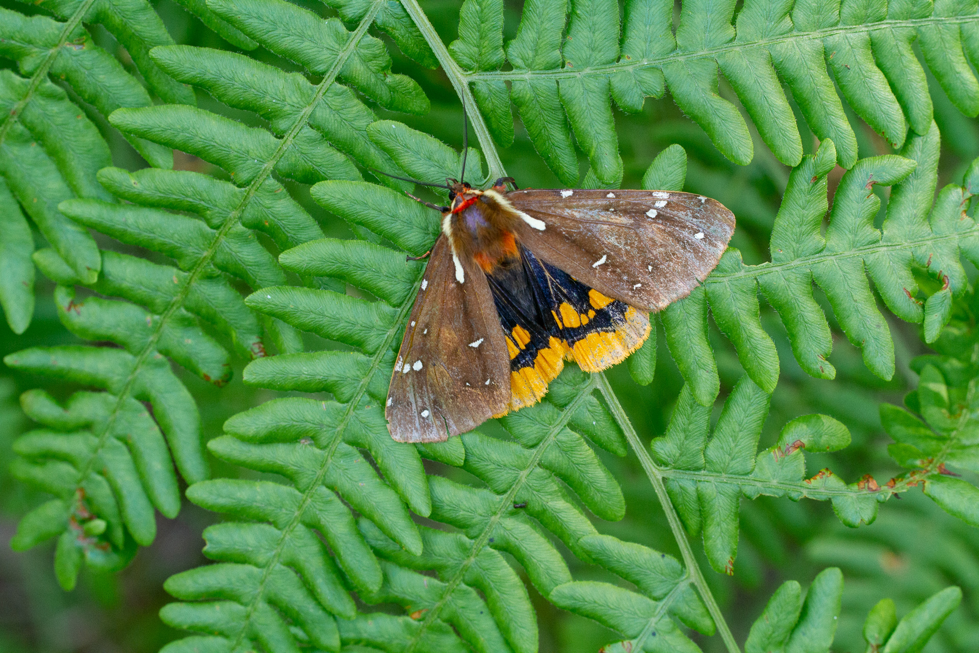Sax-Zim Bog BioBlitz VII Wrap-up July 20,2019 - Friends of Sax-Zim Bog