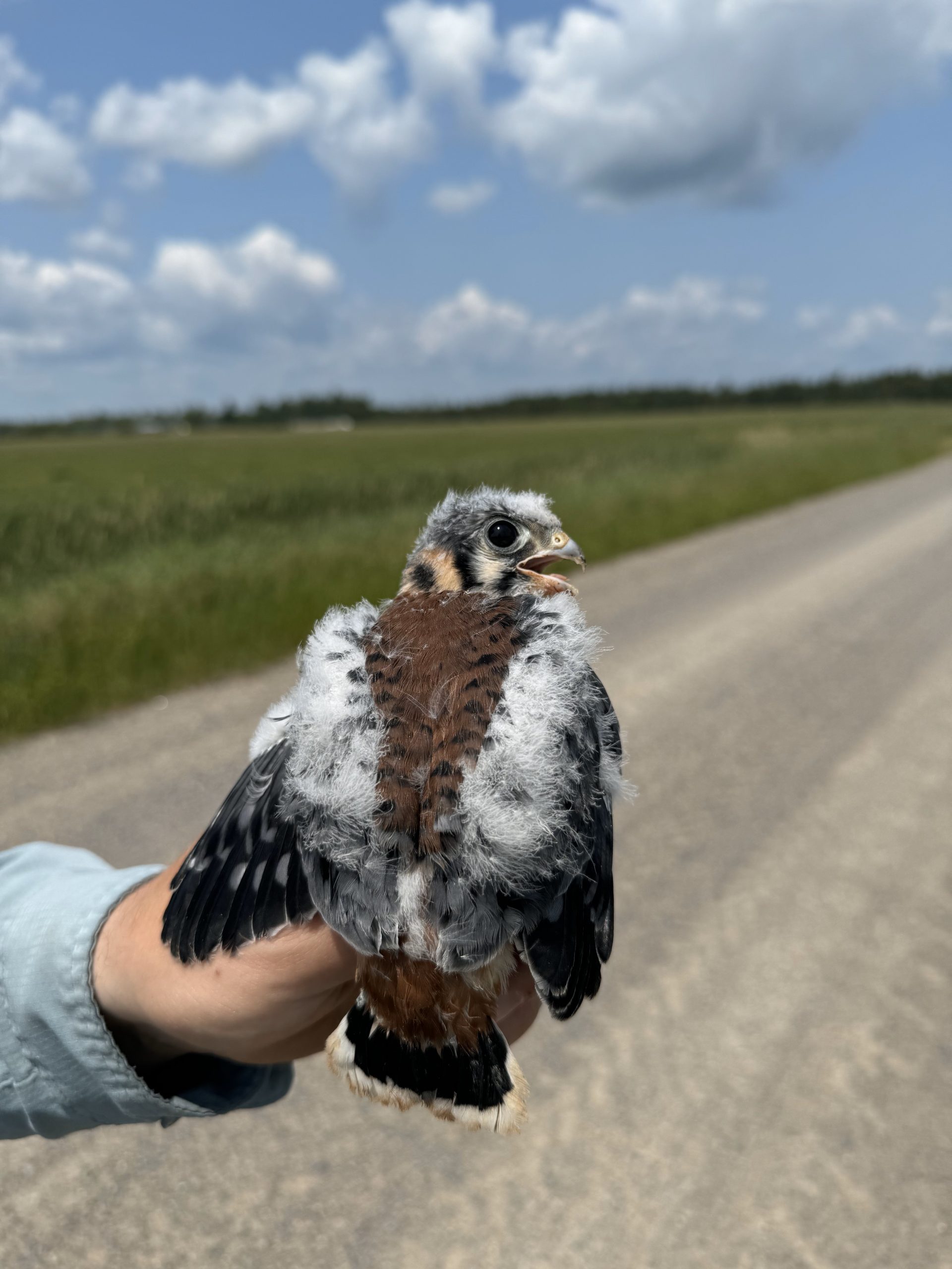 American Kestrel Monitoring Year 9: The more we know, the more we