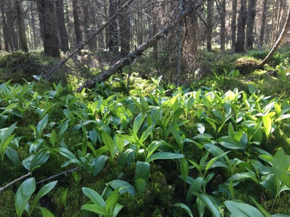 How many species do you see in this photo??